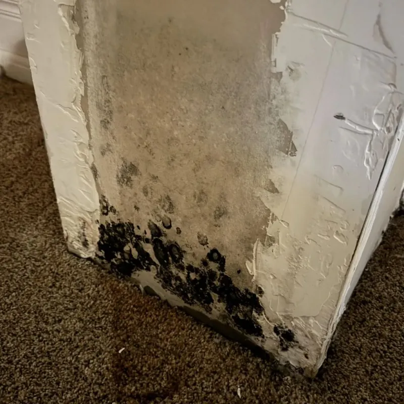 Professional Mold Removal in Moundsville, WV